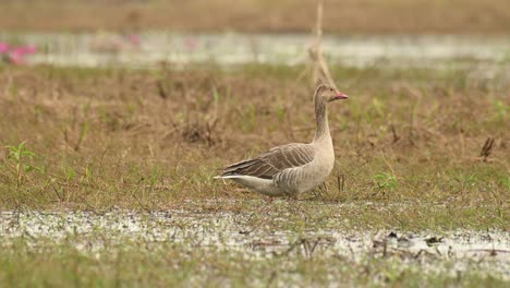 greylag goose, anser anser, bueng boraphet, nakhon sawan, thailand