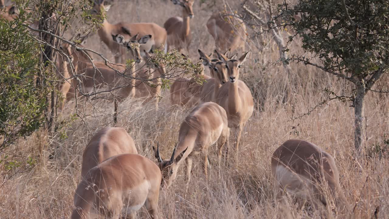 덤불 사이에서 임팔라 수과 암이 더 가까이 다가옵니다.