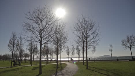 parco forestale con alberi uhd 4k