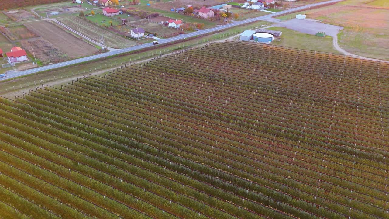 Aerial drone shot of a large orchard with perfectly aligned rows in warm sunset light, captured from a top-down angle, with a country road and passing car along the edge of the field