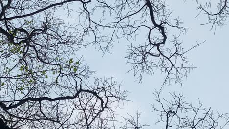 panning-of-bare-winter-branches-from-below