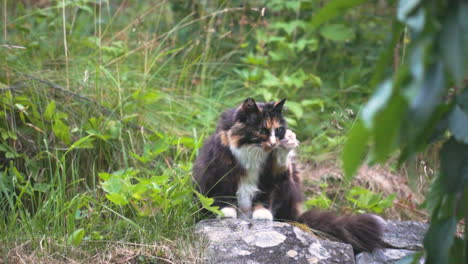 cat licking its palm and looking around