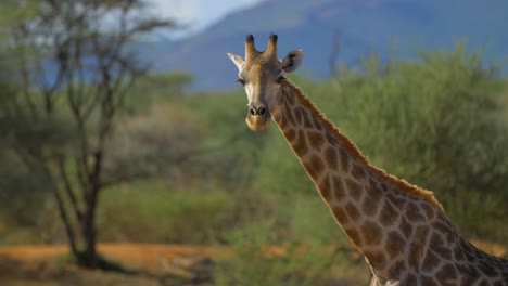 Nahaufnahme-Einer-Giraffe,-Die-In-Der-Afrikanischen-Savanne-Spaziert