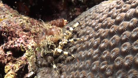 cangrejo decorador corallimorfo se esconde bajo un bloque de coral durante la noche