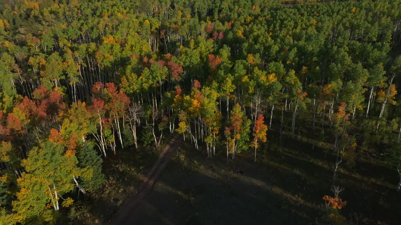 Mt Mount Shavano wilderness trailhead Sawatch Range campground Pike San Isabel National Forest aerial drone Colorado Buena Vista morning Rocky Mountain fall autumn Aspen trees forward pan down