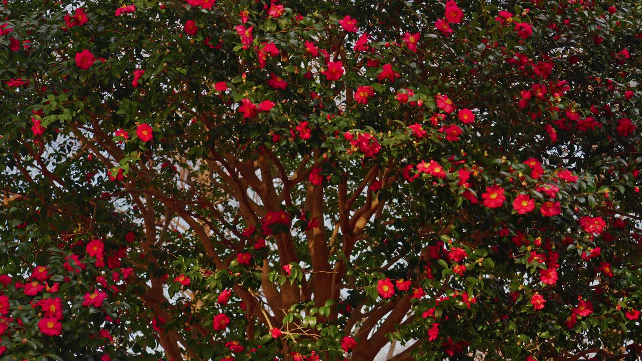 Una majestuosa toma amplia de un gran árbol de Camelia Sasanqua. La intrincada estructura de las ramas y las vibrantes flores rojas crean un impresionante espectáculo natural contra un suave cielo invernal en Japón.