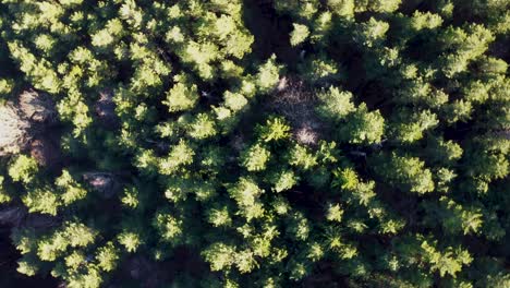 Overhead-cinematic-rotating-4k-drone-clip-over-some-pine-trees-in-the-mountainous-area-of-Vitosha,-close-to-Sofia,-Bulgaria
