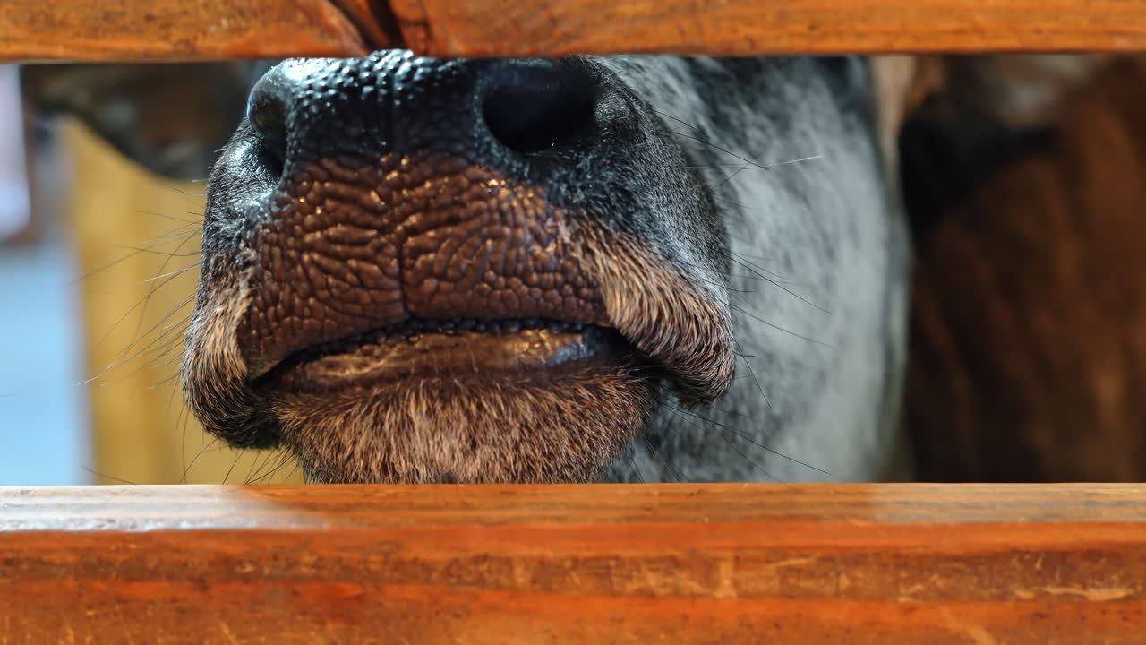 Cow nose peeking through wooden fence at a farm during daytime. A cow's nose shows through slats in a wooden fence on a farm in the afternoon sunlight
