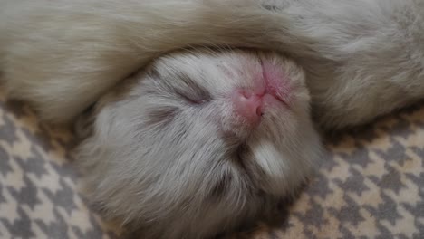 youth- tiny 2 days old kitten sleeping