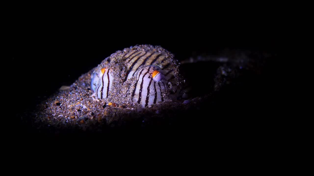 Striped Pyjama Squid Sepioloidea lineolata 4k 25fps