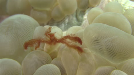 Orangutan-crab-moving-over-bubble-coral,-all-body-parts-visible,-close-up-shot-during-day