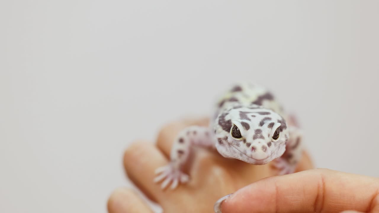 A leopard gecko calmly rests on a person's hand in a well-lit setting, showcasing gentle interaction