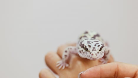 a leopard gecko calmly rests on a person's hand in a well-lit setting, showcasing gentle interaction