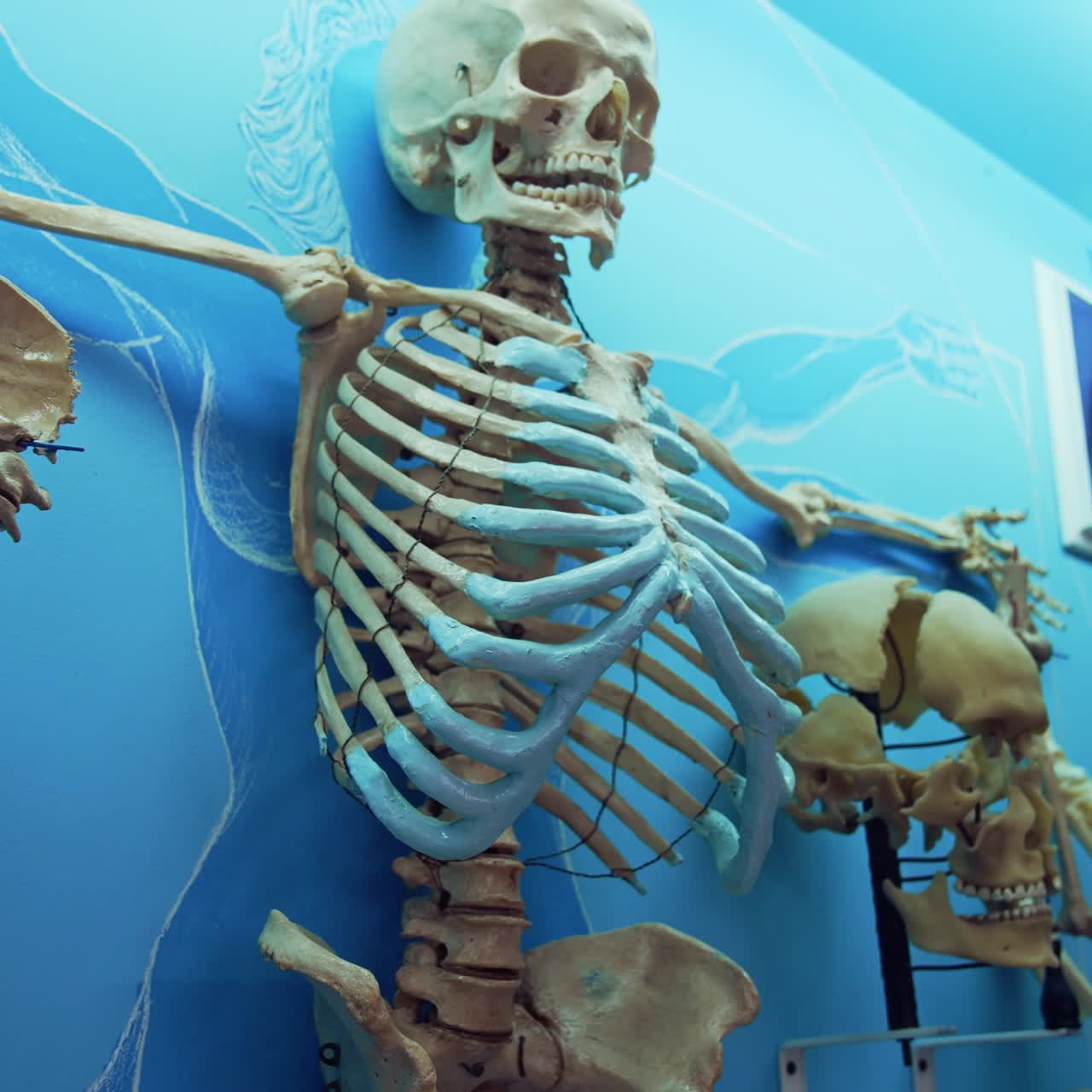 Medical skeleton model in museum. Medieval skeleton on display in the museum