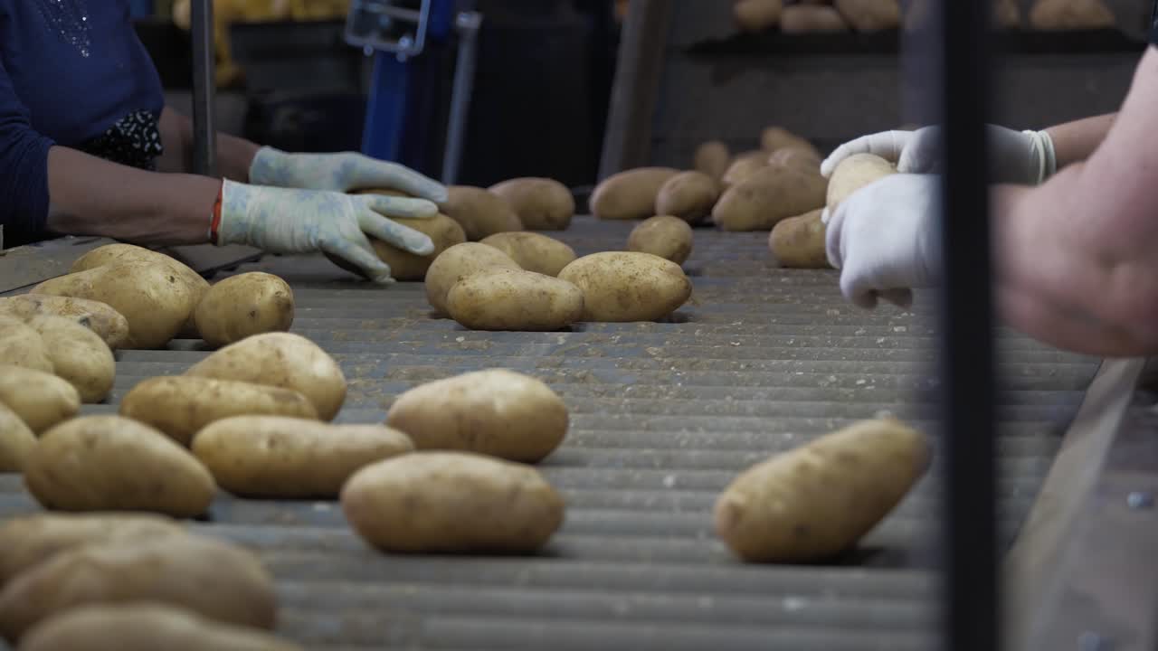 las patatas están siendo clasificadas por los trabajadores video