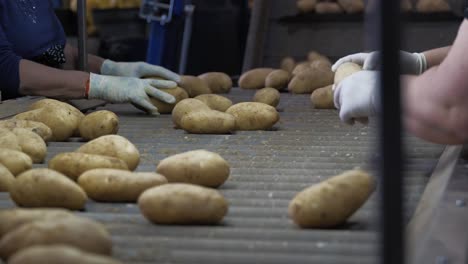 potatoes are getting sorted by the workers video