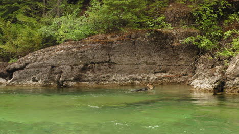 Dog-crossing-forest-side-river-by-swimming-at-McDonald-creek,-dolly-shot