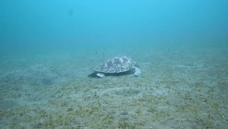 tortuga alimentándose junto a las anguilas de jardín
