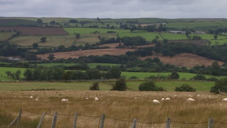 Sheep-on-upland-pasture.-Powys.-Wales.-UK