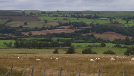 ovejas en los pastos de las tierras altas. powys, gales, reino unido