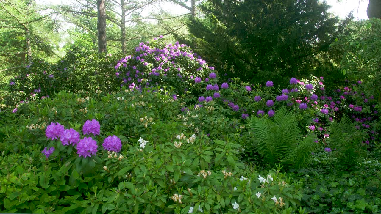 Green Bushes with big purple flower blossoms wide shot