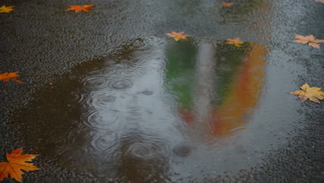 autumn leaves in a puddle with reflections on wet asphalt