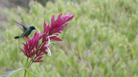 violeta verde o roja