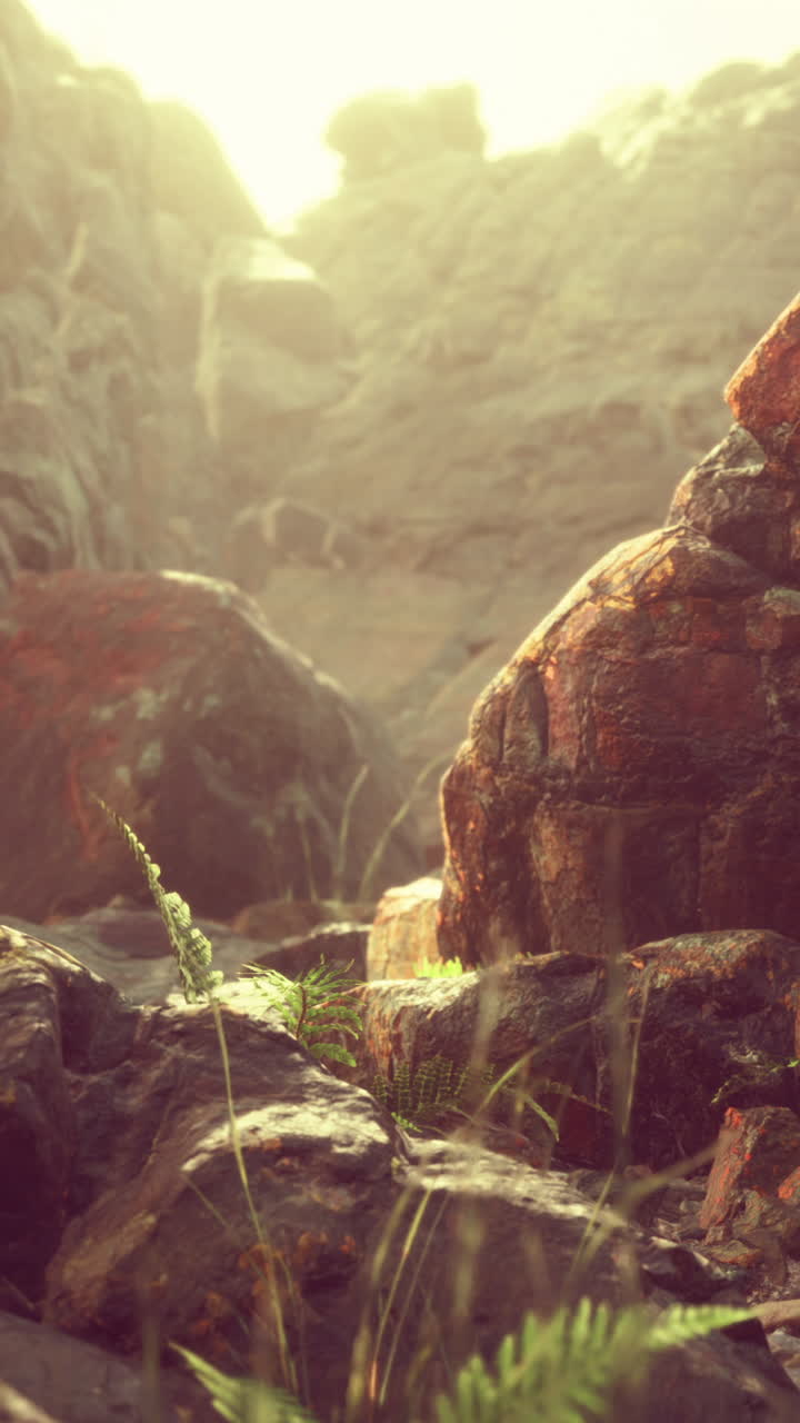 Primer plano de helechos verdes creciendo entre rocas bajo la luz del sol