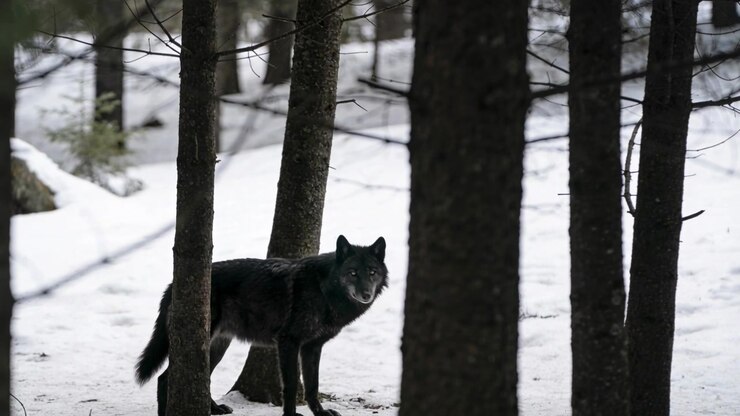 Lobo negro girándose al notar un sonido fuera de cámara, cambiando la mirada y pisando suelo nevado
