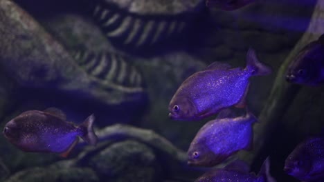 piranhas in an aquarium under blue light