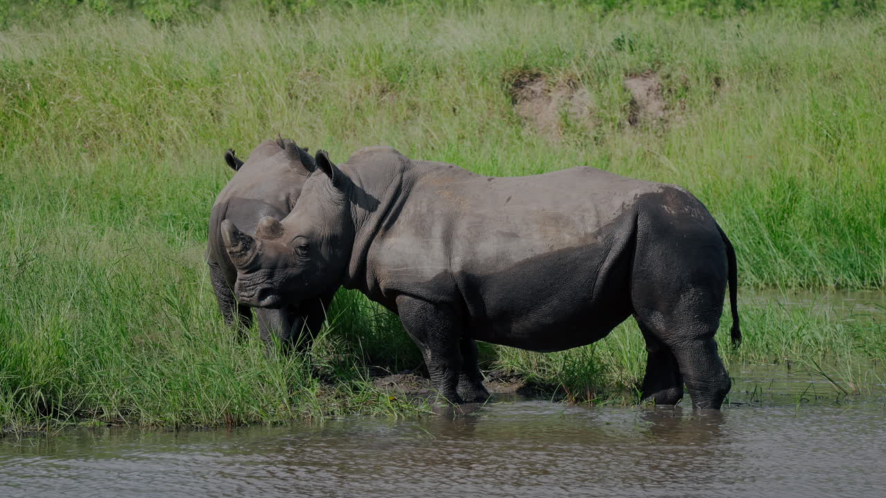 White Rhinos in a River