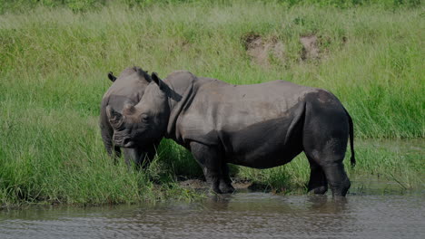 white rhinos in a river