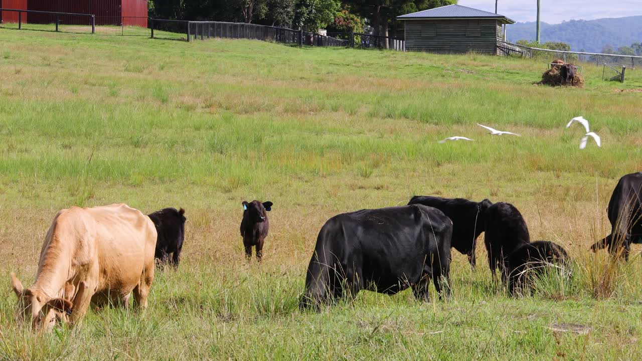 Mucche e uccelli interagiscono in un campo soleggiato