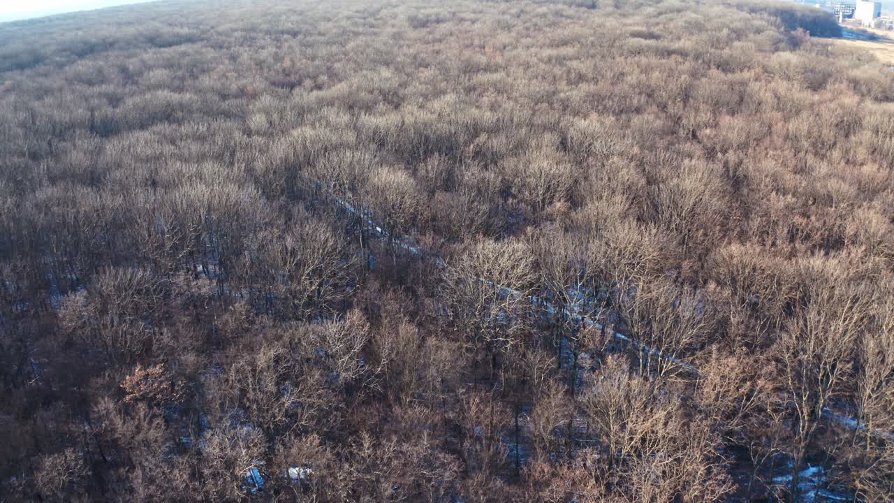 Brown trees in forest. Flight over the forest without leaves. Naked trees with no leaves. Nature background. Top aerial view.