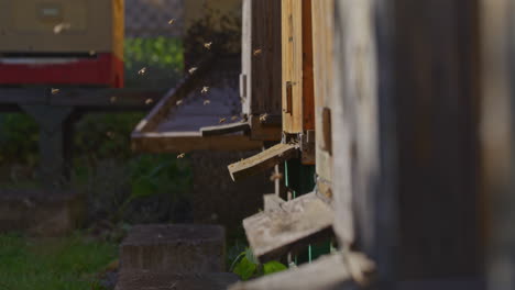 Hundreds-of-Bees-Flying-at-Hive-Entrance