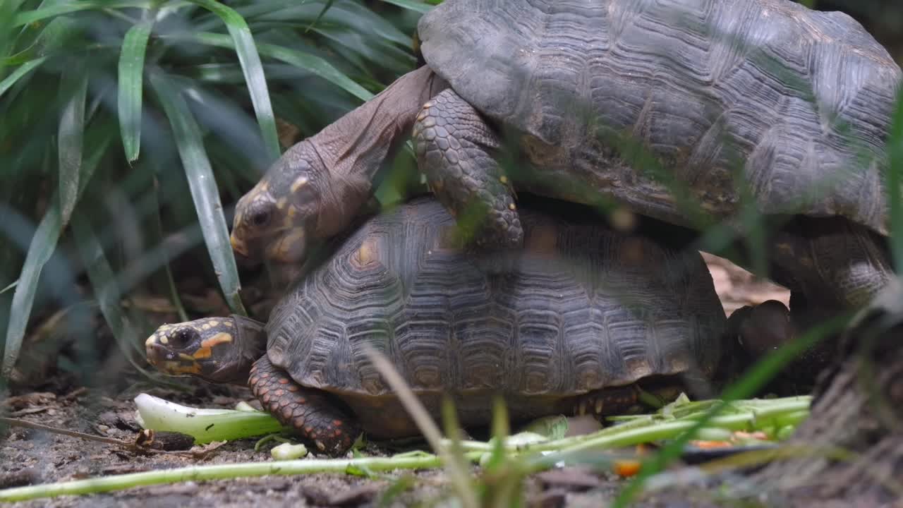 A Pair Of Tortoise Mating On The Ground Free Stock Video Footage Download  Clips Nature