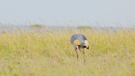 Grey-Crowned-Crane-eating-and-grazing-across-the-empty-windy-plains-of-the-Maasai-Mara-National-Reserve,-Kenya,-Africa-Safari-Birds-in-Masai-Mara-North-Conservancy