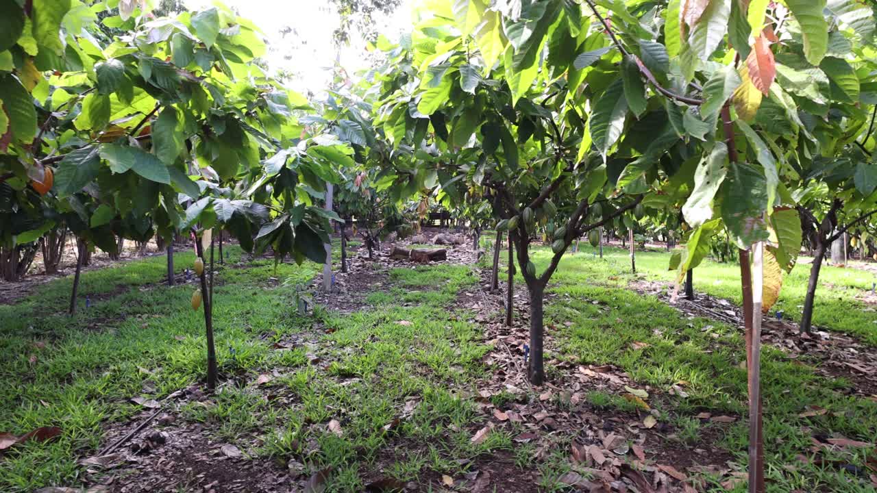 los árboles de cacao de teobroma