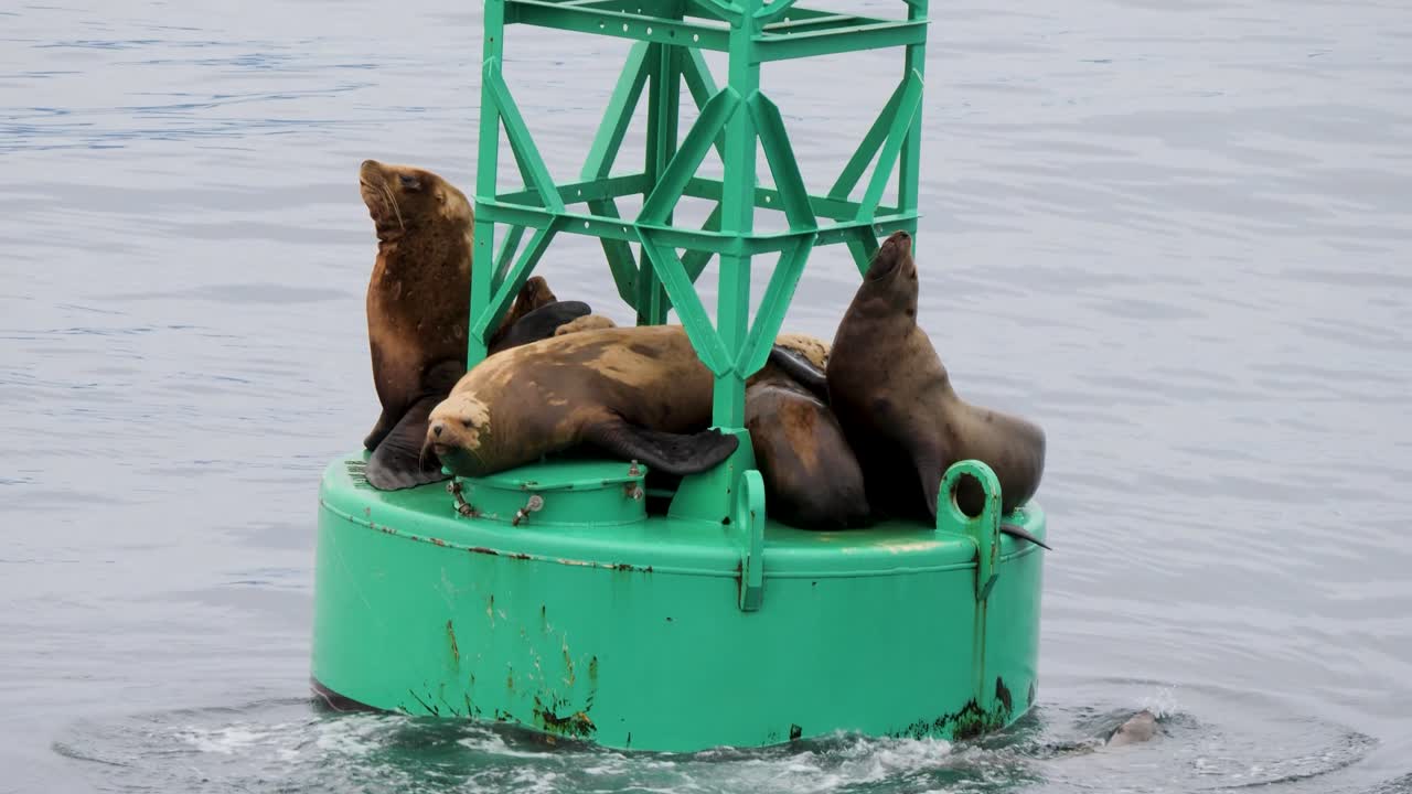 Steller Sea Lions fighting over a spot on a navigational buoy, Sitka, Alaska