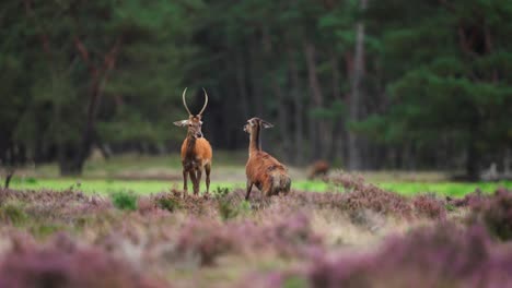 Young-red-deer-stag-and-hind-rears-up-on-hind-legs-to-hit-out-at-each-other