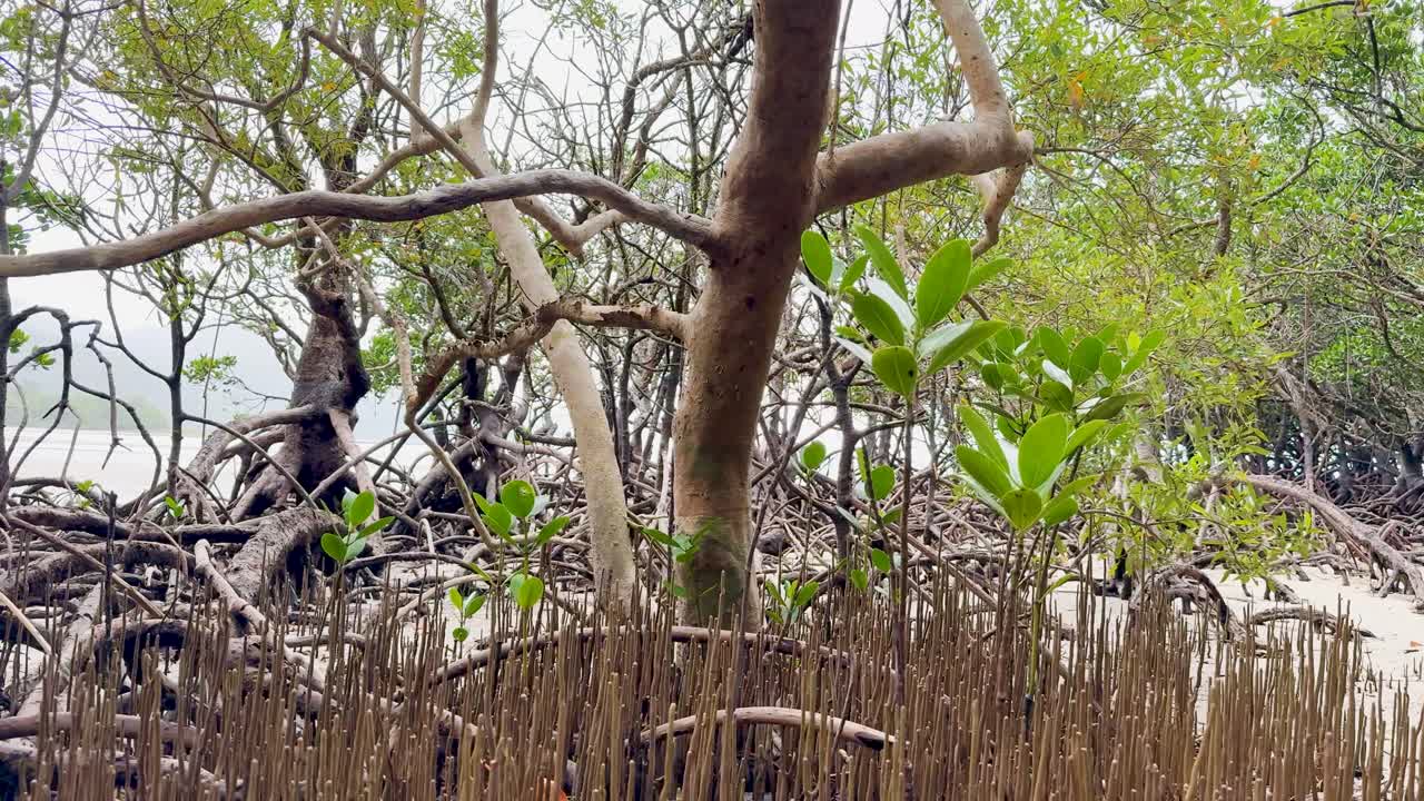 Young mangrove seedling emerges among tangled roots, natural daylight, static camera, tropical wetland