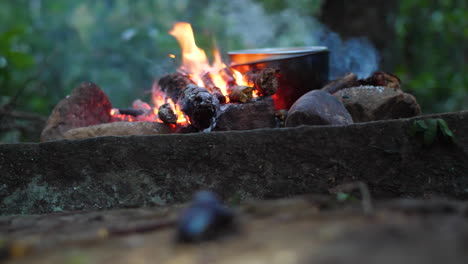 close up blue rhinoceros beetle with campfire in background french guiana