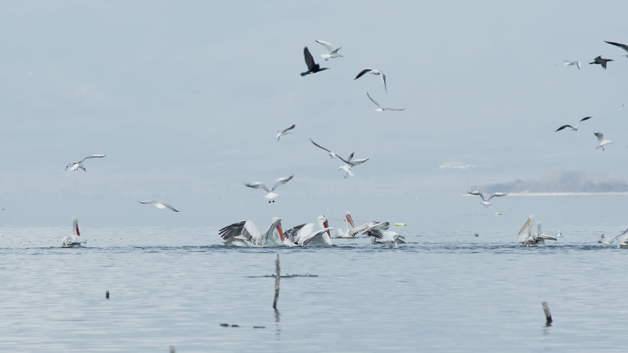 다르마티아 펠리칸의 한 무리가 다이빙을 준비하고 있습니다. 케르키니 호수에서 물고기를 사냥합니다.