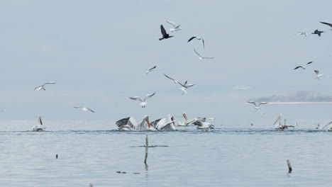 group of dalmatian pelicans getting ready to dive hunt fish lake kerkini