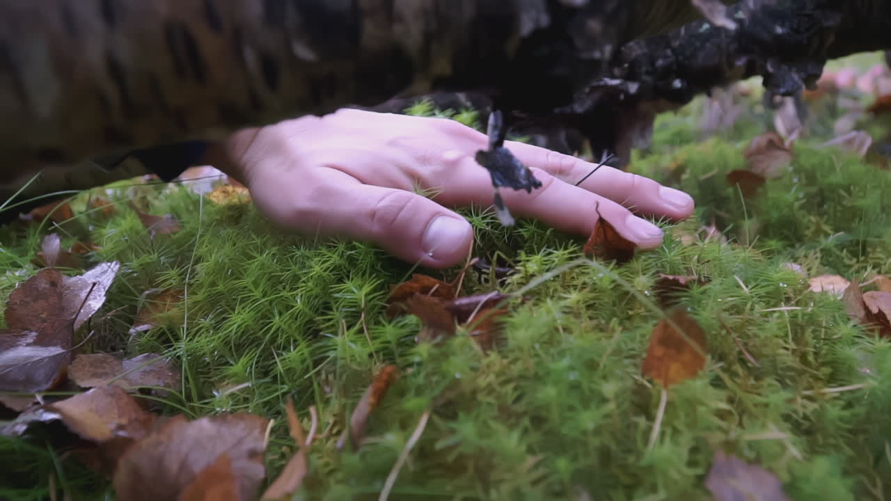 la mano tocando el musgo en el bosque