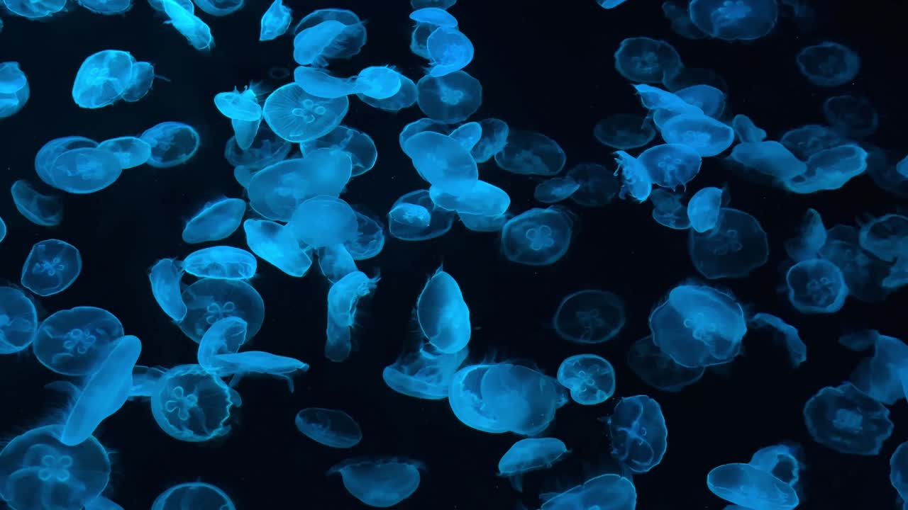 어두운 바다에서 파란색으로 빛나는 매혹적인 수달 그룹