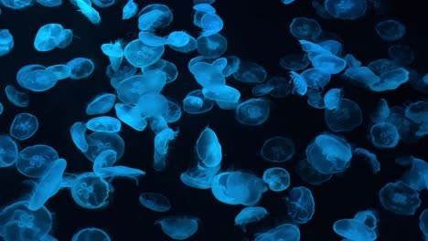 Un-Fascinante-Grupo-De-Medusas-Que-Brillan-De-Color-Azul-En-El-Océano-Oscuro