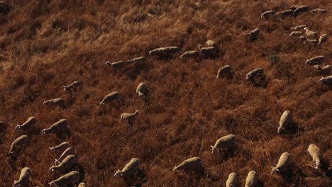 shepherd with flock of sheep, alentejo, portugal