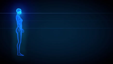 3d 무작위 루프 애니메이션: 여성 몸의 회전 - 장기 및 골격과 함께 스레이 스캔, 의료 일러스트 - 4k 60fps