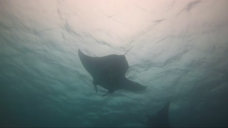 manta ray with shark bite on fin swims above and plays with another manta ray